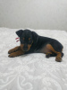 Photo №1. miniature pinscher - for sale in the city of Bobruisk | 157$ | Announcement № 18289