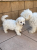 Photo №1. bichon frise - for sale in the city of Berlin | 423$ | Announcement № 121060