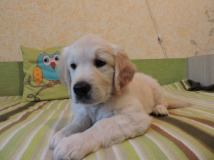 Photo №2 to announcement № 2959 for the sale of golden retriever - buy in Russian Federation breeder