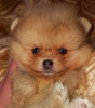 Additional photos: Pomeranian