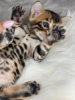 Photo №2 to announcement № 19602 for the sale of bengal cat - buy in Latvia from nursery