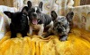 Photo №2 to announcement № 125620 for the sale of french bulldog - buy in United Kingdom 