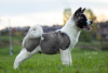 Additional photos: American Akita puppies