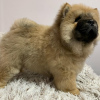 Photo №2 to announcement № 43294 for the sale of chow chow - buy in United States private announcement