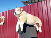 Photo №4. I will sell central asian shepherd dog in the city of Hong Kong. from nursery - price - 898$