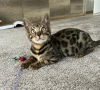 Photo №1. bengal cat - for sale in the city of Helsingby | 317$ | Announcement № 72825
