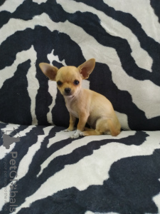 Photo №4. I will sell chihuahua in the city of Gomel. private announcement - price - 300$