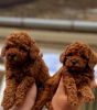 Photo №1. poodle (toy) - for sale in the city of Werbass | negotiated | Announcement № 123426