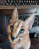 Photo №3. Newborn caracal kitten for sale. Germany