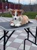 Additional photos: pembroke welsh corgi puppy