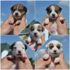 Photo №1. jack russell terrier - for sale in the city of Minsk | 240$ | Announcement № 20133