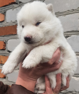 Photo №2 to announcement № 4138 for the sale of siberian husky - buy in Russian Federation breeder