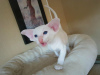Photo №3. Blue Eyed Siamese Kittens. United States