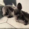 Additional photos: French Bulldog puppies for sale