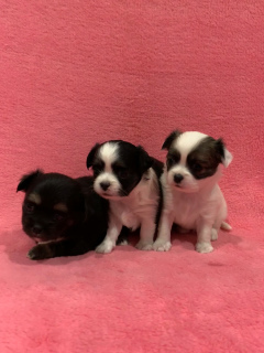 Additional photos: Chihuphua pedigree puppies