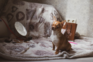 Photo №4. I will sell chihuahua in the city of Minsk. from nursery, breeder - price - 231$