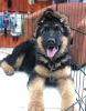 Photo №1. german shepherd - for sale in the city of Berlin | 370$ | Announcement № 107533