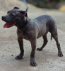 Photo №3. Pit bull bluenose male for sale. Serbia