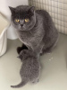 Photo №2 to announcement № 55303 for the sale of british shorthair - buy in Germany from nursery, from the shelter