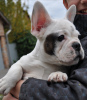 Photo №1. french bulldog - for sale in the city of Krivoy Rog | 147$ | Announcement № 14169