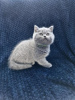 Additional photos: Pedigree British Shorthair Kittens