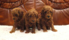 Photo №2 to announcement № 96467 for the sale of poodle (toy) - buy in Serbia breeder