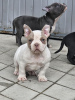 Photo №3. American Bully Micro Pocket. Serbia