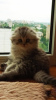 Photo №2 to announcement № 10487 for the sale of scottish fold - buy in Ukraine private announcement