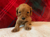 Photo №2 to announcement № 117852 for the sale of non-pedigree dogs - buy in Germany 