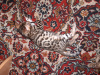 Photo №2 to announcement № 7944 for the sale of bengal cat - buy in Russian Federation from nursery