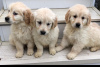 Photo №1. golden retriever - for sale in the city of Eindhoven | 423$ | Announcement № 45918