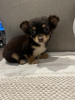 Photo №2 to announcement № 102492 for the sale of chihuahua - buy in United States private announcement