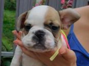 Additional photos: French bulldog puppies. Opens a reservation for sale in spring.