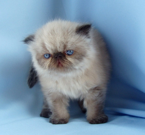 Photo №1. persian cat - for sale in the city of Minsk | 100$ | Announcement № 2243