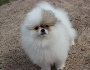 Additional photos: St. Petersburg. Kennel RKF Zolotko Moy offers puppies of breed Pomeranian Spitz