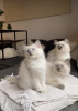 Photo №1. ragdoll - for sale in the city of Гамбург | 370$ | Announcement № 101793