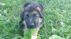 Additional photos: german shepherd puppies