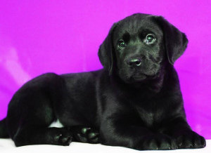 Photo №1. labrador retriever - for sale in the city of Minsk | Negotiated | Announcement № 5123