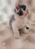 Photo №1. selkirk rex shorthair - for sale in the city of Novosibirsk | negotiated | Announcement № 10942