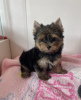 Photo №1. yorkshire terrier - for sale in the city of Miskolc | negotiated | Announcement № 110170