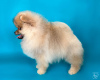 Photo №2 to announcement № 46530 for the sale of pomeranian - buy in Belarus from nursery, breeder