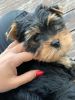 Additional photos: Yorkshire terriers for sale