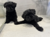 Photo №1. affenpinscher - for sale in the city of Dnipro | 2113$ | Announcement № 94429