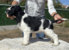 Photo №4. I will sell english springer spaniel in the city of Plovdiv. breeder - price - 1585$