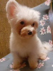 Photo №4. I will sell maltese dog in the city of Munich. breeder - price - 423$