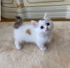 Photo №2 to announcement № 71727 for the sale of munchkin - buy in Australia private announcement, breeder