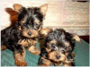 Photo №1. yorkshire terrier - for sale in the city of Prague | Is free | Announcement № 124139