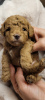 Photo №4. I will sell poodle (toy) in the city of Varna. private announcement - price - 2642$
