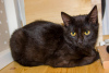 Additional photos: A wonderful black cat, kitten Charlie, is looking for a home and a loving