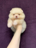 Photo №1. pomeranian - for sale in the city of Kishinev | 1580$ | Announcement № 9309